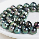 Black Tahitian Oyster (Top Tier Deep Ocean Black Pearl 8-12 mm)